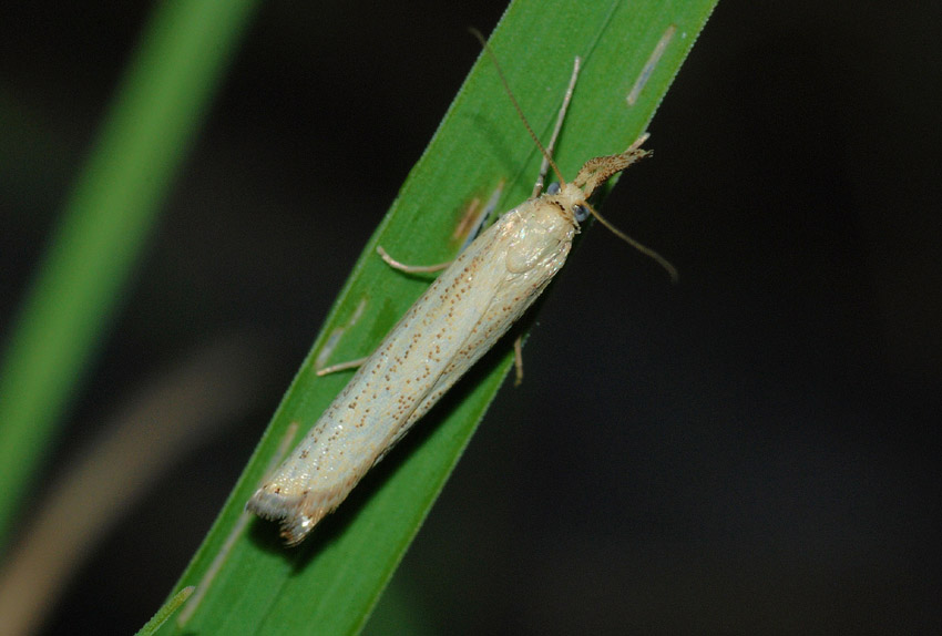 Crambidae da confermare: Agriphila straminella